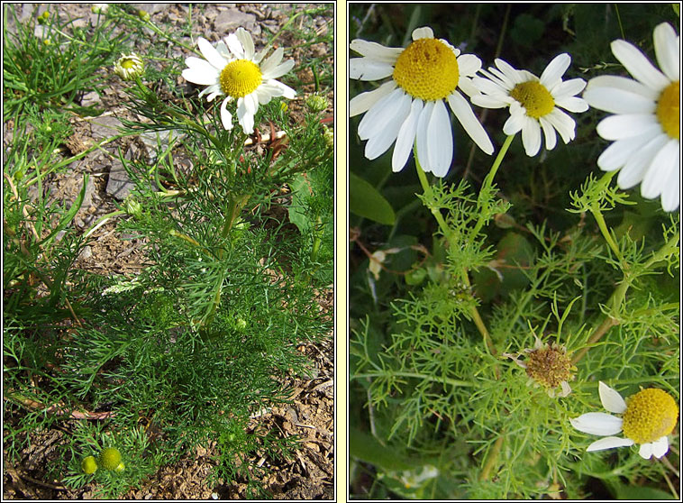 Scentless Mayweed, Tripleurospermum inodorum, Me� drua