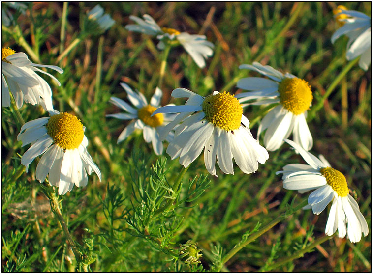 Scentless Mayweed, Tripleurospermum inodorum, Me� drua