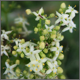 Hedge Bedstraw, Galium album, R� f�il