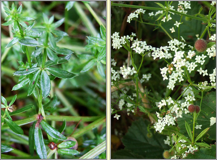 Hedge Bedstraw, Galium album, R� f�il