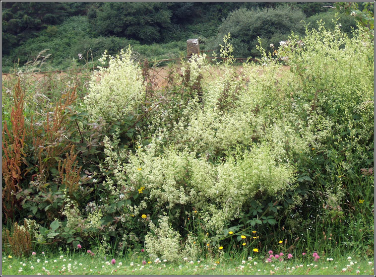 Hedge Bedstraw, Galium album, R� f�il