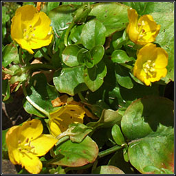 Creeping-jenny, Lysimachia nummularia, Lus an d� phingin