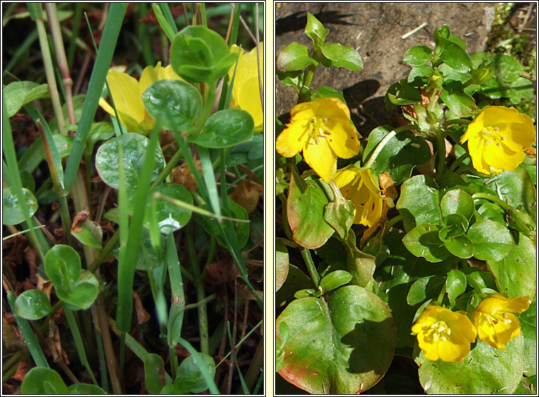 Creeping-jenny, Lysimachia nummularia, Lus an d� phingin
