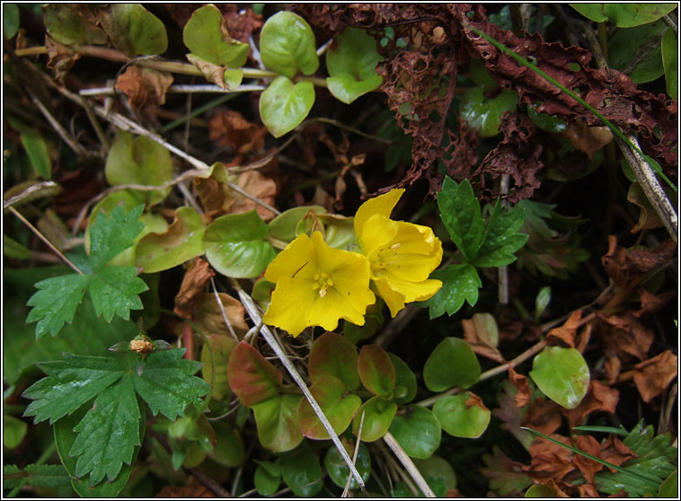 Creeping-jenny, Lysimachia nummularia, Lus an d� phingin