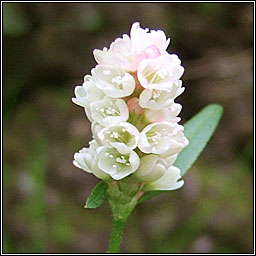 Pale Persicaria, Persicaria lapathifolia, Gl�ineach bh�n