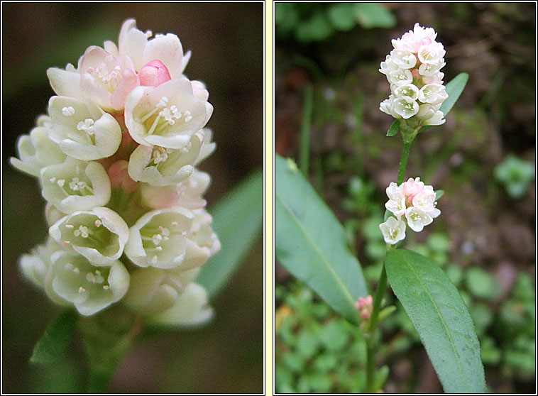 Pale Persicaria, Persicaria lapathifolia, Gl�ineach bh�n