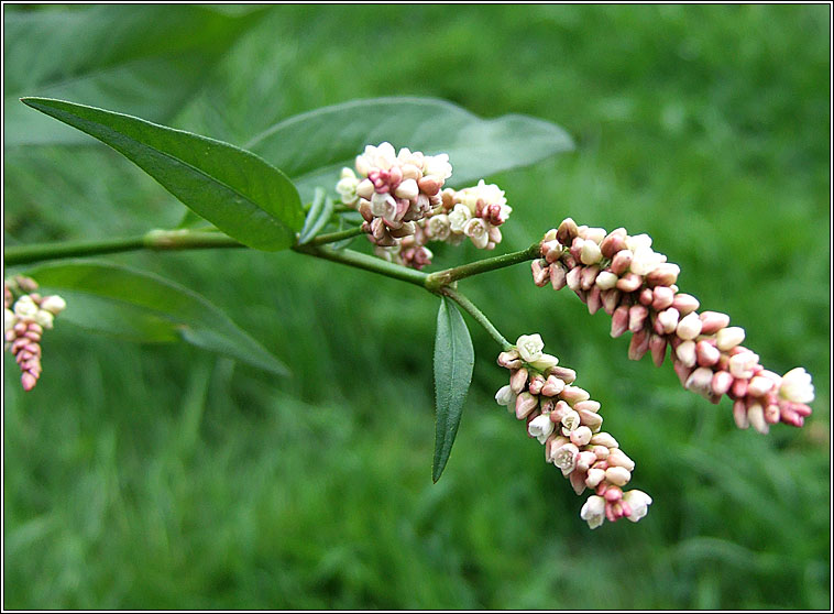 Pale Persicaria, Persicaria lapathifolia, Gl�ineach bh�n