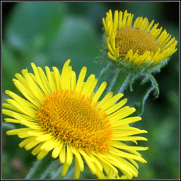 Common Fleabane, Pulicaria dysenterica, Lus b�i na ndreancaid�