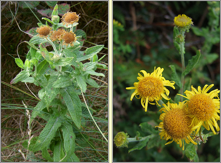 Common Fleabane, Pulicaria dysenterica, Lus b�i na ndreancaid�
