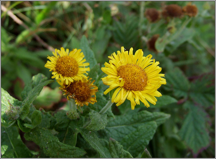 Common Fleabane, Pulicaria dysenterica, Lus b�i na ndreancaid�