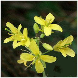 Turnip, Brassica rapa, Tornapa fi�in