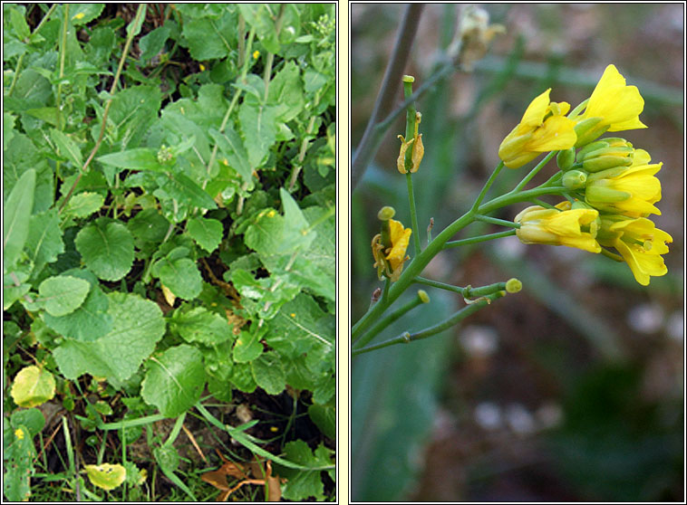 Turnip, Brassica rapa, Tornapa fi�in