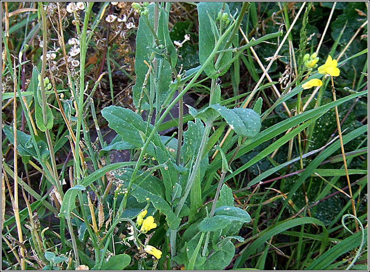 Turnip, Brassica rapa, Tornapa fi�in