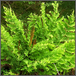 Royal Fern, Osmunda regalis, Raithneach r�u�l