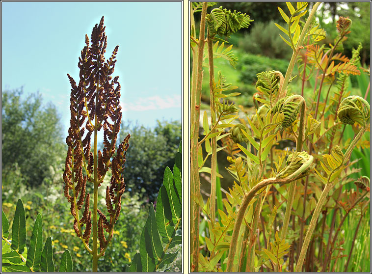 Royal Fern, Osmunda regalis, Raithneach r�u�l