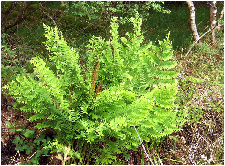 Royal Fern, Osmunda regalis, Raithneach r�u�l