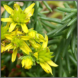 Reflexed Stonecrop, Petrosedum rupestre, Graf�n crom