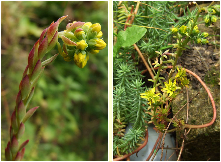 Reflexed Stonecrop, Petrosedum rupestre, Graf�n crom