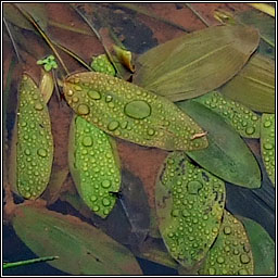 Broad-leaved Pondweed, Potamogeton natans, Liach Bhr�de