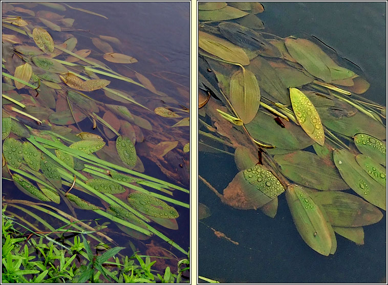 Broad-leaved Pondweed, Potamogeton natans, Liach Bhr�de