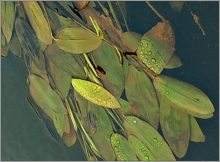 Broad-leaved Pondweed, Potamogeton natans, Liach Bhr�de