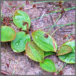 Bog Pondweed, Potamogeton polygonifolius, Liach mh�na