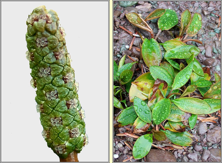 Bog Pondweed, Potamogeton polygonifolius, Liach mh�na