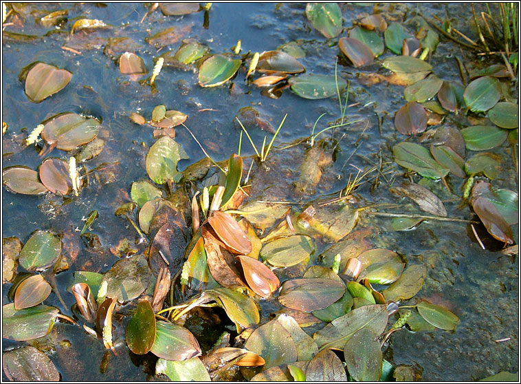 Bog Pondweed, Potamogeton polygonifolius, Liach mh�na