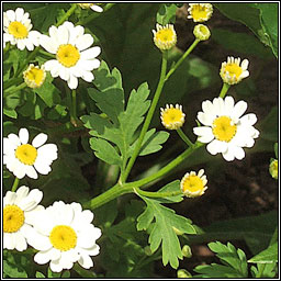 Feverfew, Tanacetum parthenium, Lus deart�n