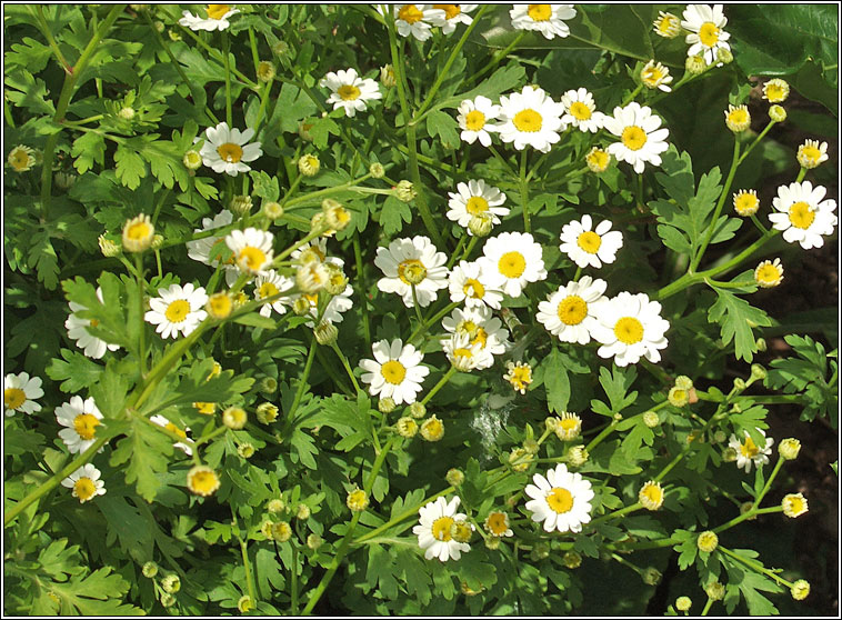 Feverfew, Tanacetum parthenium, Lus deart�n