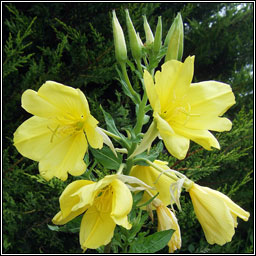 Common Evening-primrose, Oenothera biennis, Coinneal o�che