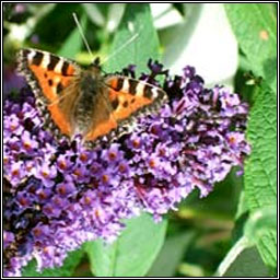 Butterfly-bush, Buddleja davidii, Tor an fh�ileac�in