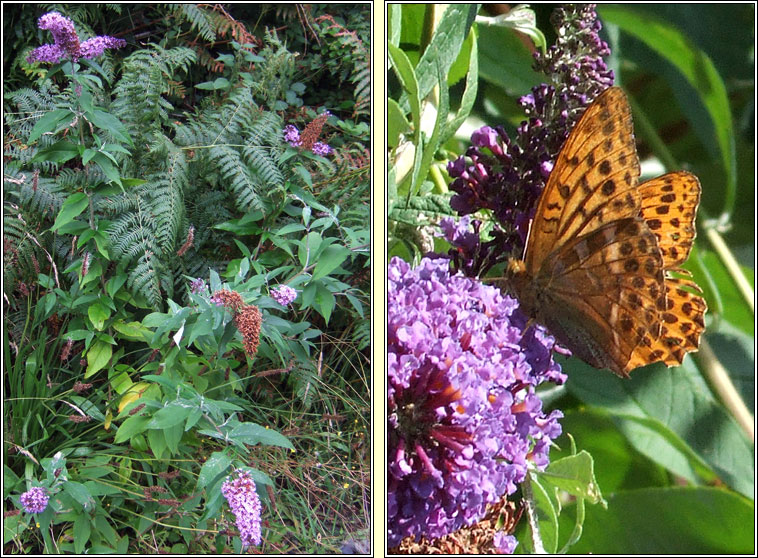 Butterfly-bush, Buddleja davidii, Tor an fh�ileac�in