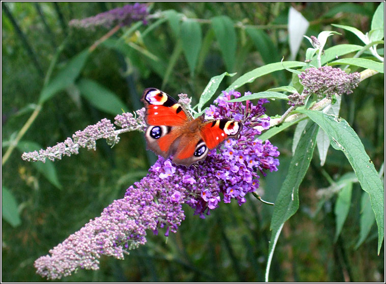 Butterfly-bush, Buddleja davidii, Tor an fh�ileac�in
