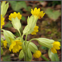 Cowslip, Primula veris, Bainne b� bleacht�in