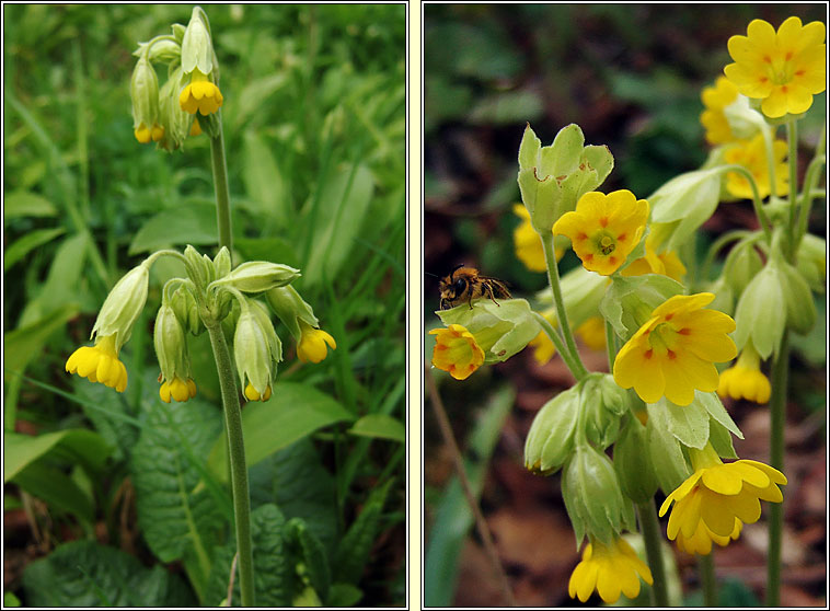 Cowslip, Primula veris, Bainne b� bleacht�in