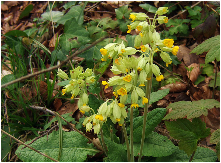 Cowslip, Primula veris, Bainne b� bleacht�in