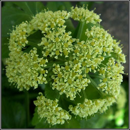 Alexanders, Smyrnium olusatrum, Lusr�n gr�ndubh