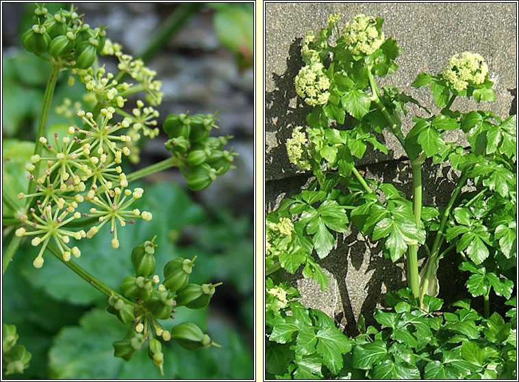 Alexanders, Smyrnium olusatrum, Lusr�n gr�ndubh