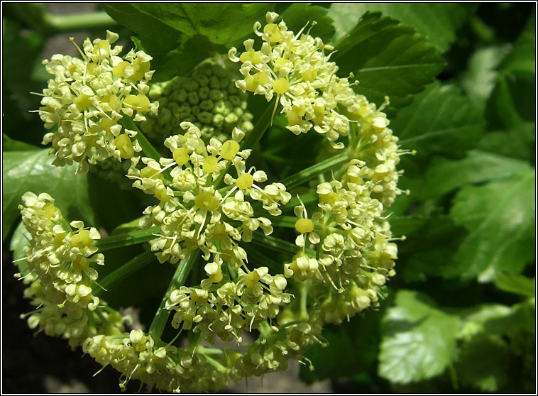 Alexanders, Smyrnium olusatrum, Lusr�n gr�ndubh
