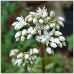 White Stonecrop, Sedum album, Graf�n b�n na gcloch