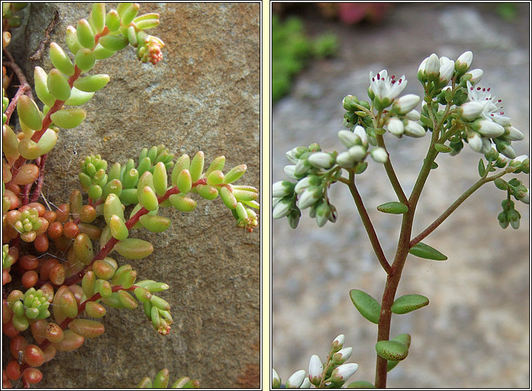 White Stonecrop, Sedum album, Graf�n b�n na gcloch