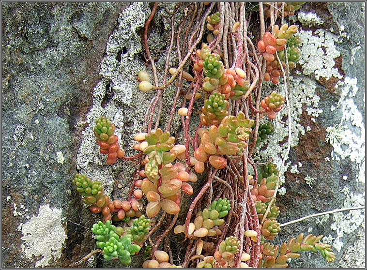 White Stonecrop, Sedum album, Graf�n b�n na gcloch