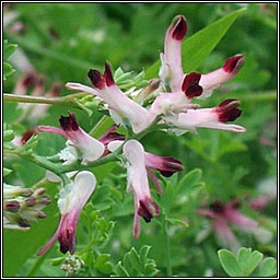 White Ramping-fumitory, Fumaria capreolata, Caman searraigh b�n