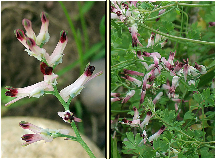 White Ramping-fumitory, Fumaria capreolata, Caman searraigh b�n