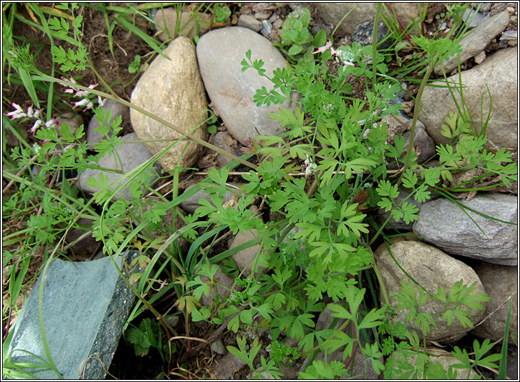 White Ramping-fumitory, Fumaria capreolata, Caman searraigh b�n