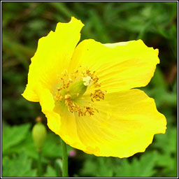 Welsh Poppy, Meconopsis cambrica, Poip�n breatnach