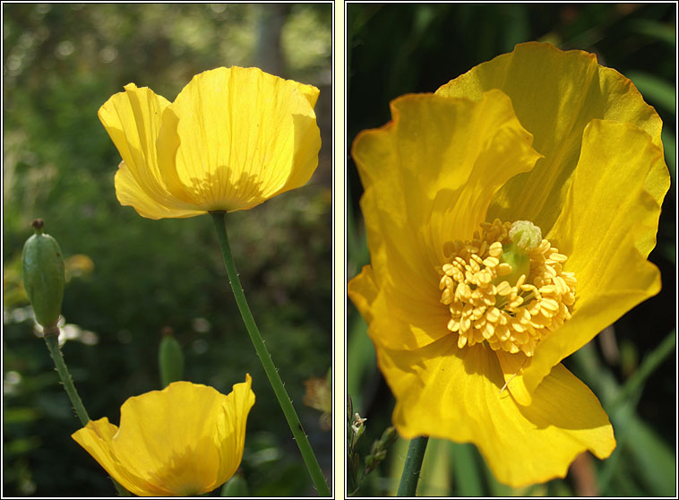 Welsh Poppy, Papaver cambricum, Poip�n breatnach