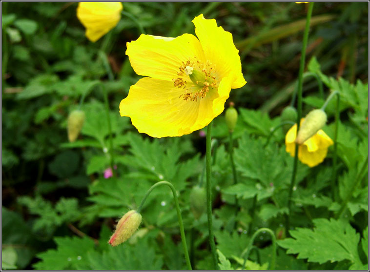 Welsh Poppy, Papaver cambricum, Poip�n breatnach