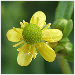 Celery-leaved Buttercup, Ranunculus sceleratus, Toicheas fi�in